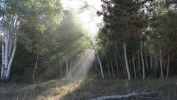 PICTURES/Gallery3/t_Sunlight through trees - Cedar Breaks (301).JPG